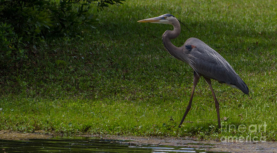 Great Blue Heron Working For Lunch Photograph