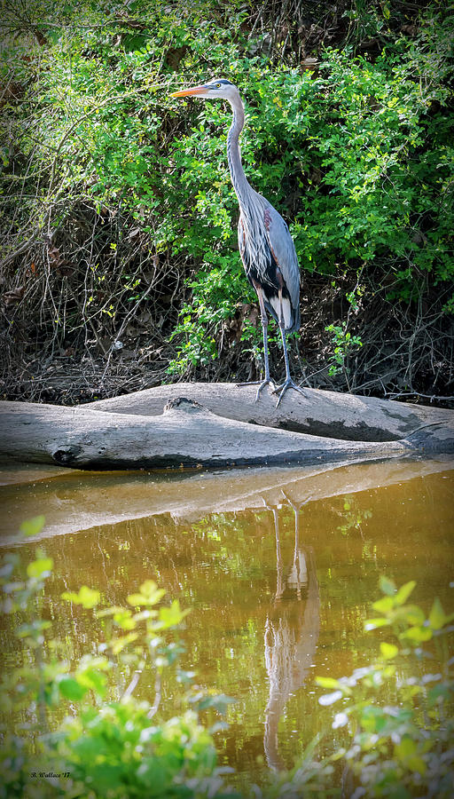Great Blue Heron - Wye Mills Photograph by Brian Wallace