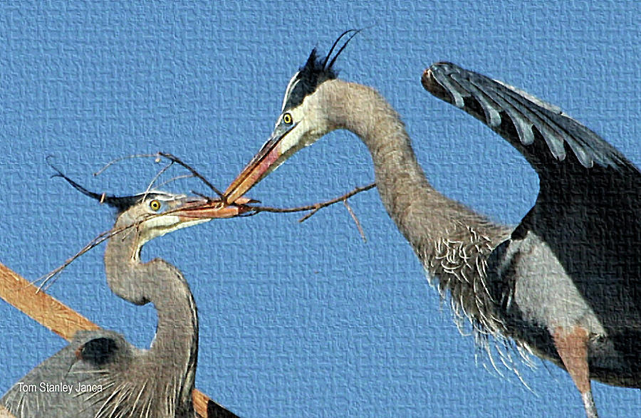 Great Blue Herons Build A Nest Photograph by Tom Janca