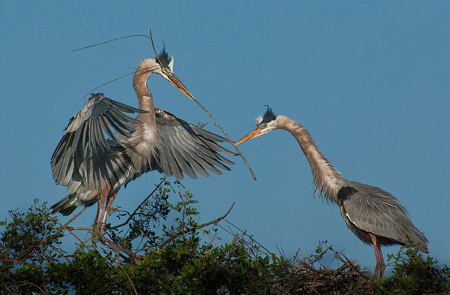 Great Blue Herons Building a Nest Photograph by Lynnae Pedersen - Fine ...