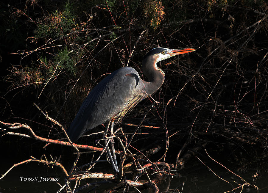 Great Blue Herons Favorite Spot Photograph by Tom Janca