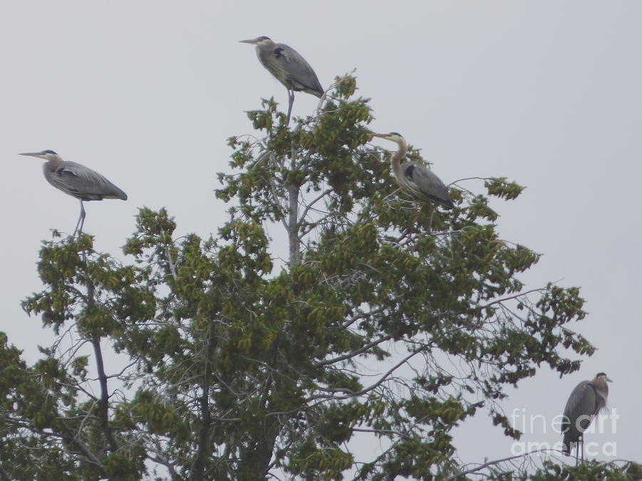 Great Blue Herons in a Pine Tree Photograph by Charles Robinson