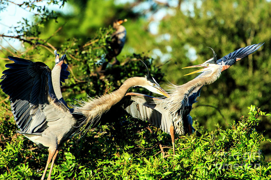Great Blue Herons in Battle Photograph by Ben Graham