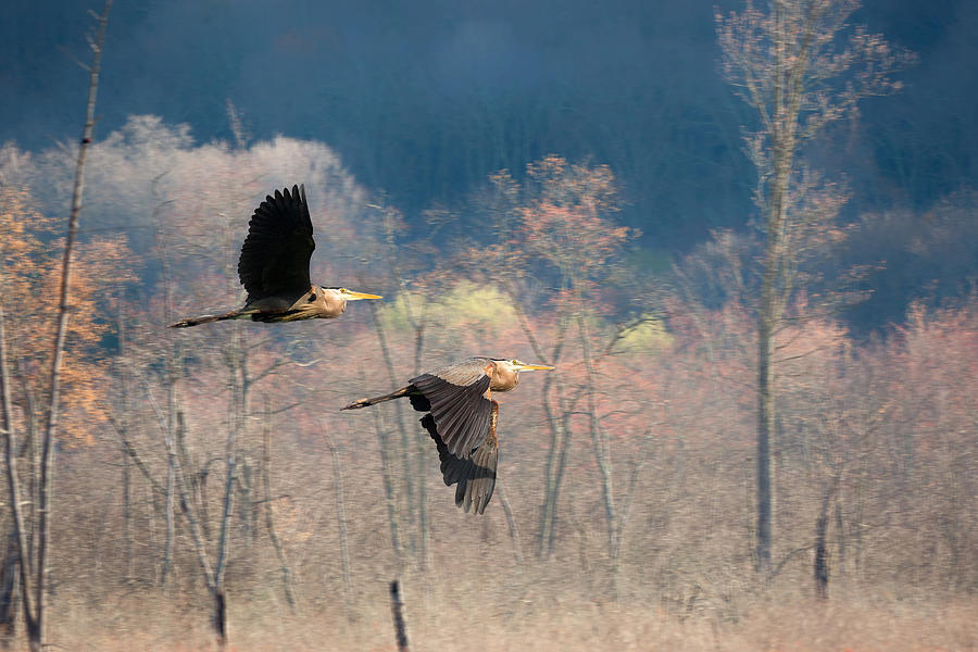 Heron Photograph - Great Blue Herons in Flight by Bill Wakeley