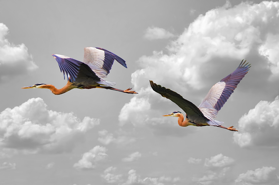 Great Blue Herons In Flight Photograph