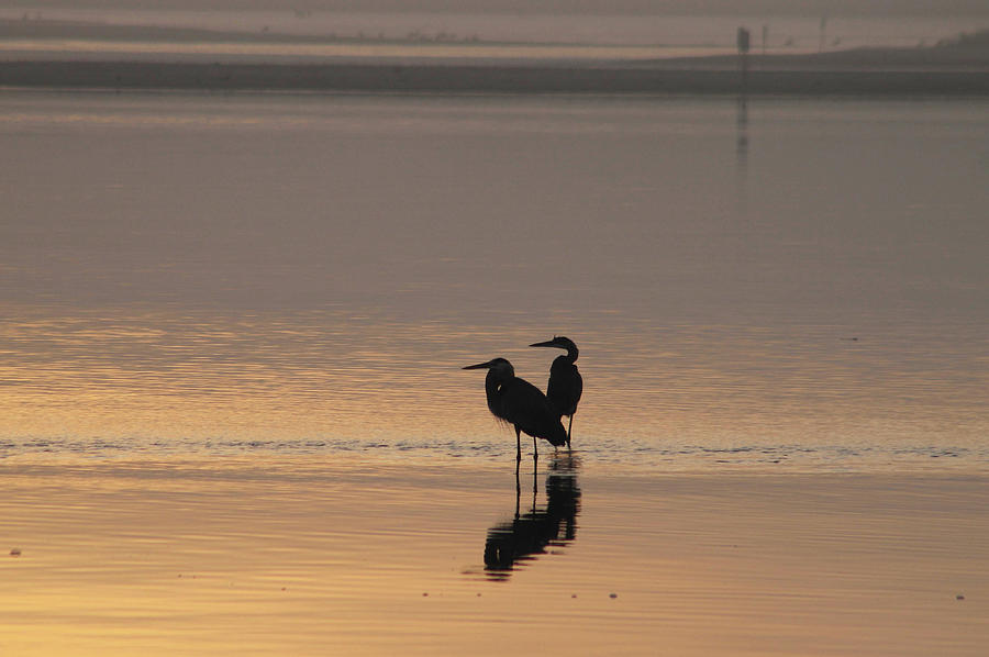 Great Blue Herons in the Bay Photograph by Robert Banach
