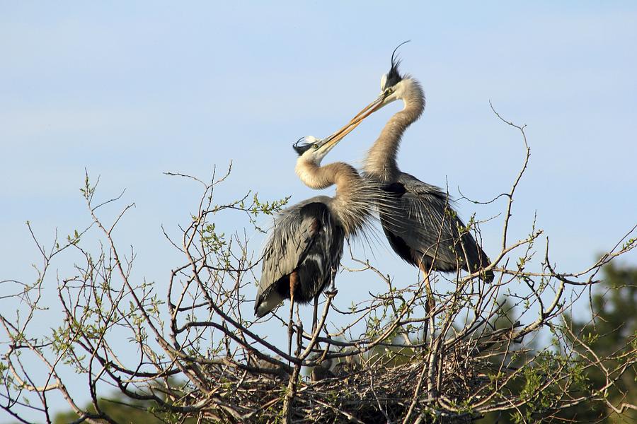 Great-Blue Herons on nest at the Venice Rookery, Florida Photograph by Gary Corbett