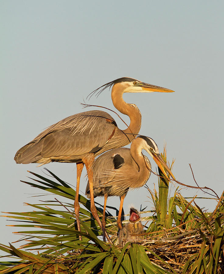 Great Blue Herons w/chick Photograph by Carl Shaw - Fine Art America