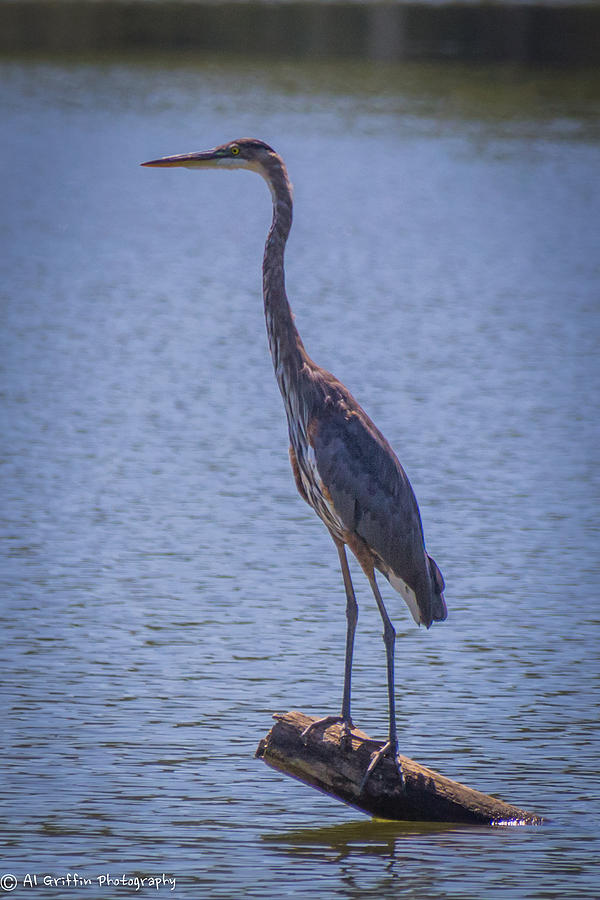 Great Blue Herron Photograph by Al Griffin