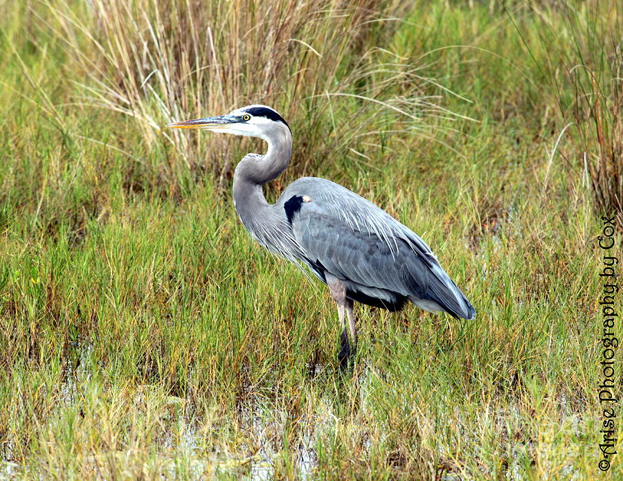 Great Blue Heron wetlands Merritt Island Florida Photograph by Charlene ...