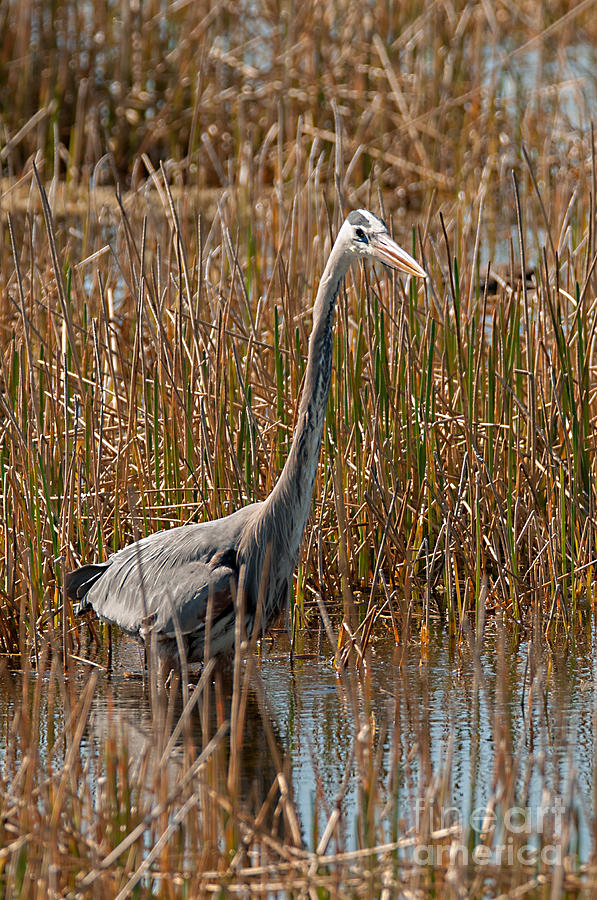 Great Blue Hunt Photograph by Photos By Cassandra - Pixels