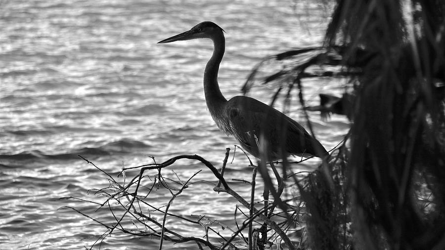 Great Blue in Black and White Photograph by Carol Bradley