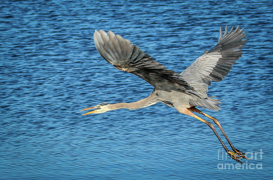 Great Blue in Flight #2 Photograph by Tom Claud