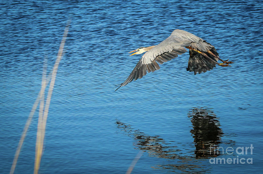 Heron Photograph - Great Blue in Flight #3 by Tom Claud