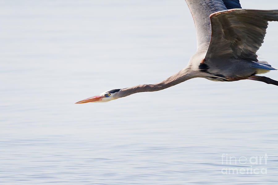 Wildlife Photograph - Great Blue In Flight No. 2 by Michael McStamp Wildlife Photograph - Great Blue In Flight No. 2 by Michael McStamp