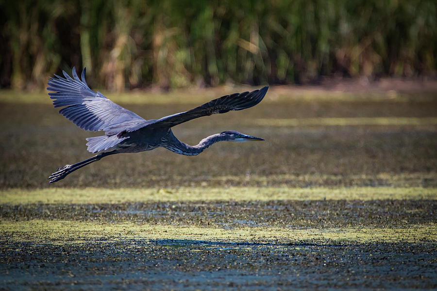 Great Blue In Flight Photograph by Ray Congrove