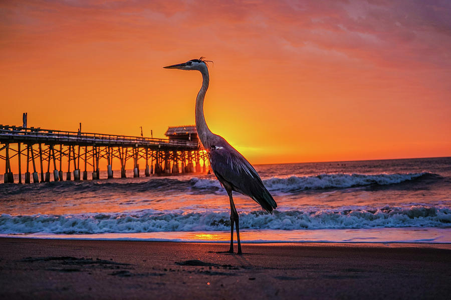 Great Blue Heron Photograph - Great Blue by Jason Sponseller Great Blue Heron Photograph - Great Blue by Jason Sponseller