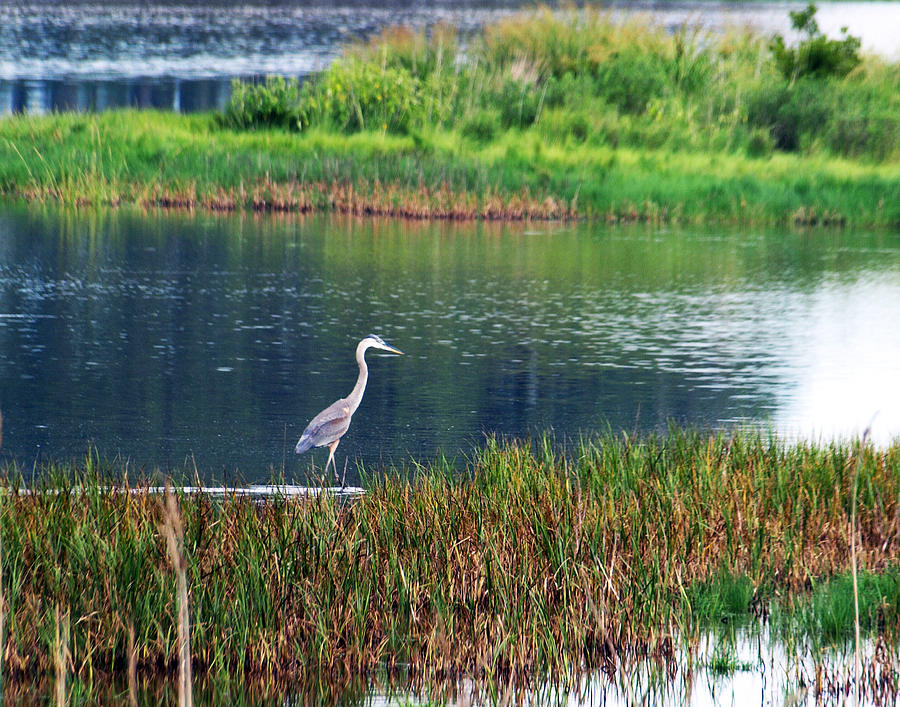 Great Blue Heron Photograph - Great Blue by Kim