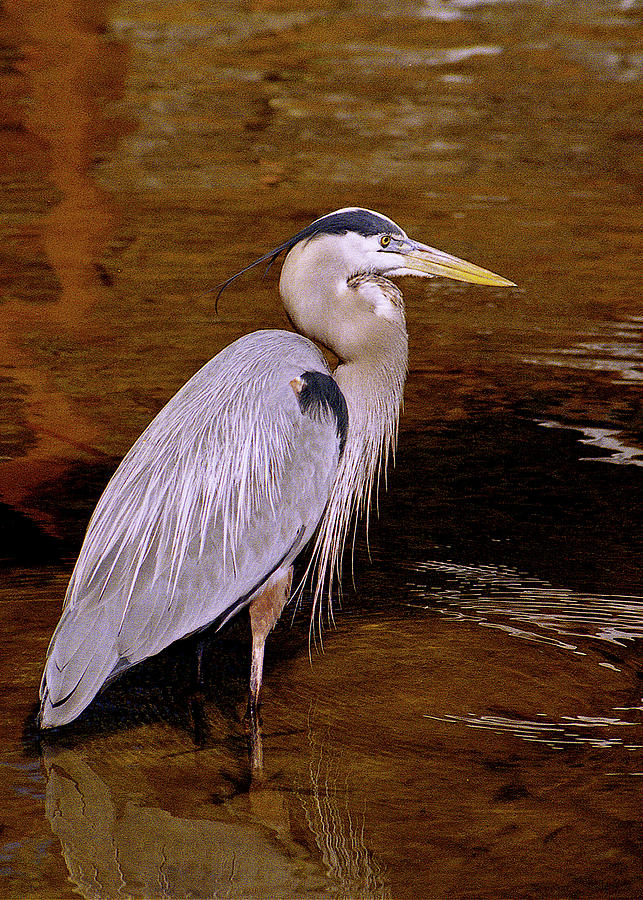 Great Blue Photograph By Michael Peychich - Fine Art America