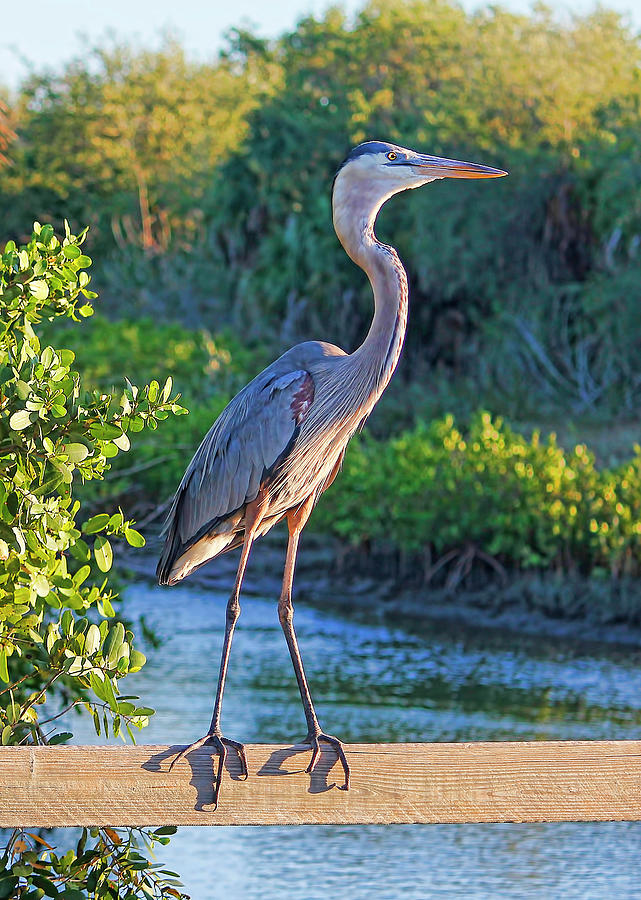 Great Blue Heron On A Fence Photograph by HH Photography of Florida