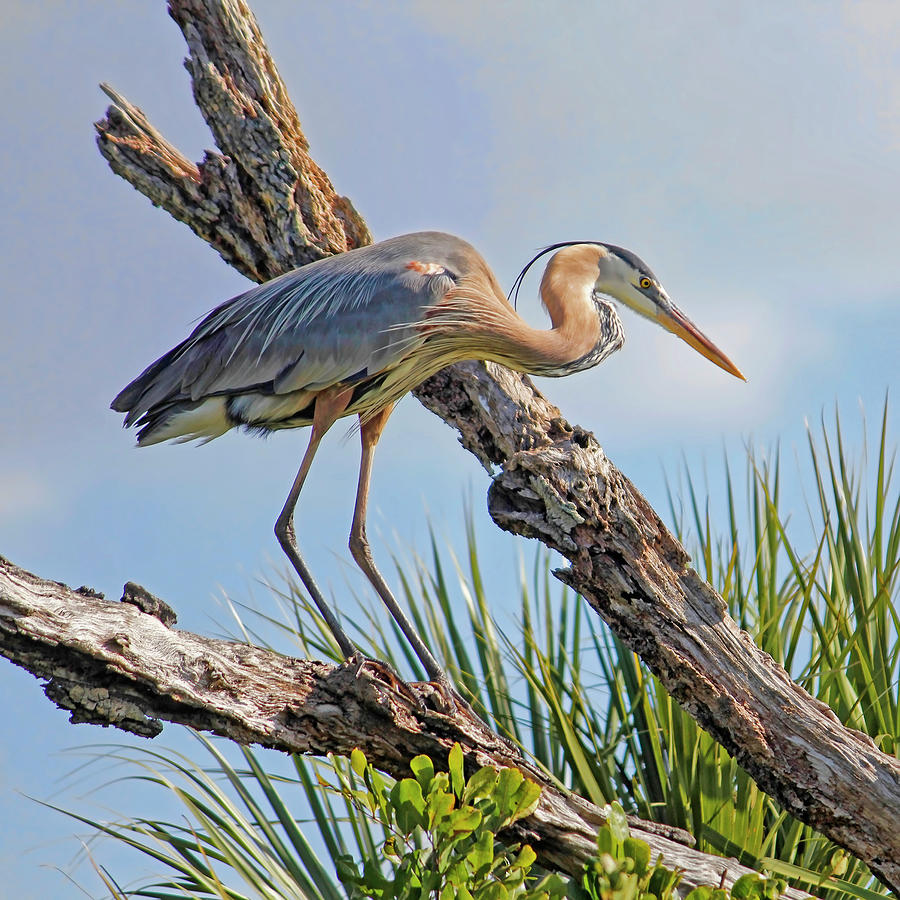 Great Blue On a Winters Day Photograph by HH Photography of Florida