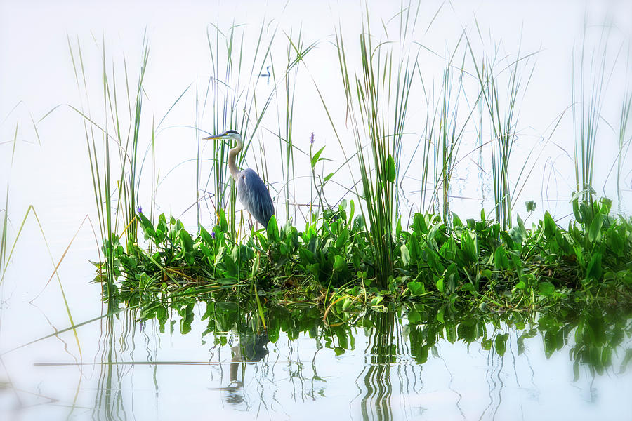 Great Blue on Green Island Photograph by Ghostwinds Photography