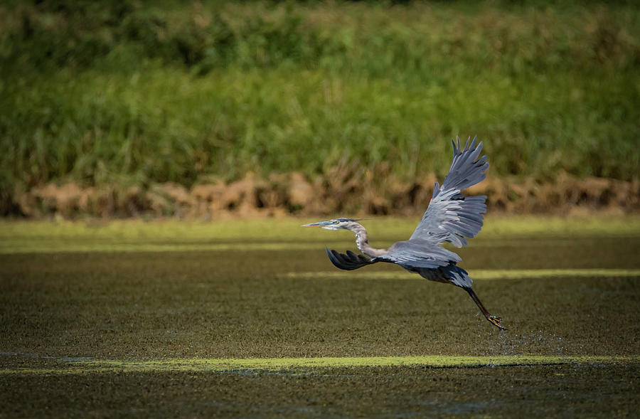 Great Blue Over Marsh Photograph by Ray Congrove