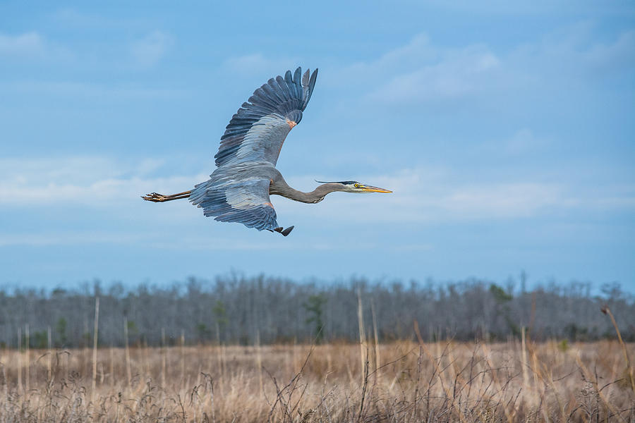 Great Blue Over the Refuge Photograph by Cyndi Goetcheus Sarfan