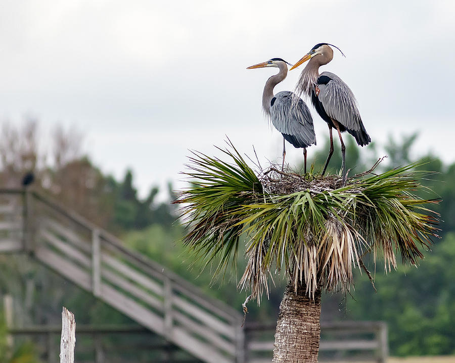 Great Blue Pair I Photograph by Glenn Woodell
