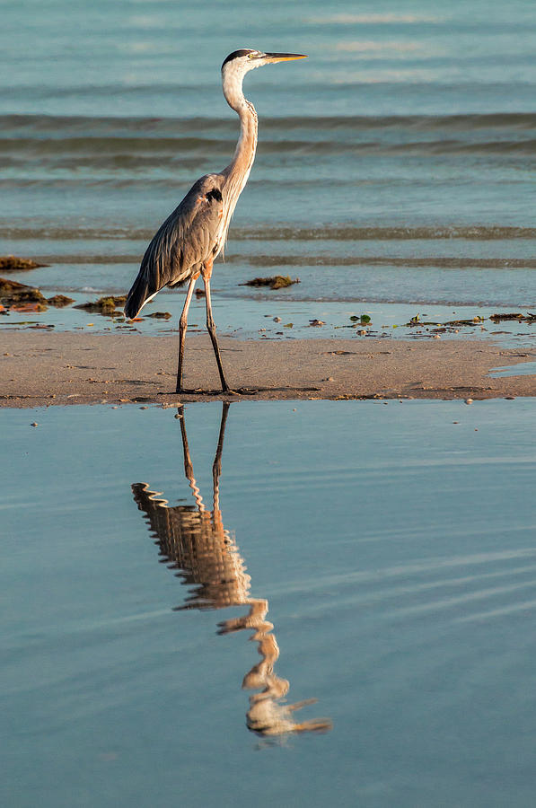 Great Blue Reflection 6038 Photograph by Ginger Stein
