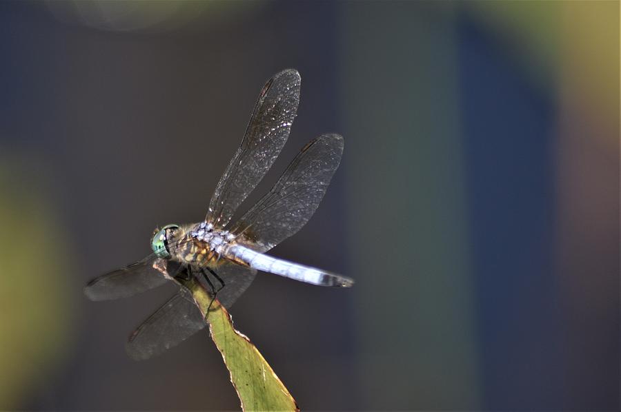 Great Blue Skimmer Dragonfly Photograph by Warren Thompson