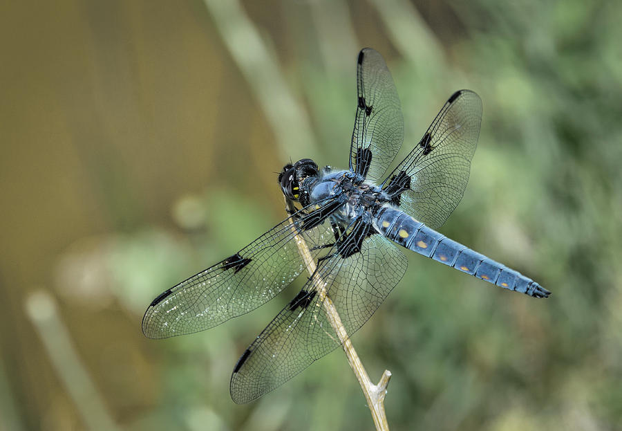 Great Blue Skimmer  Photograph by Rick Mosher