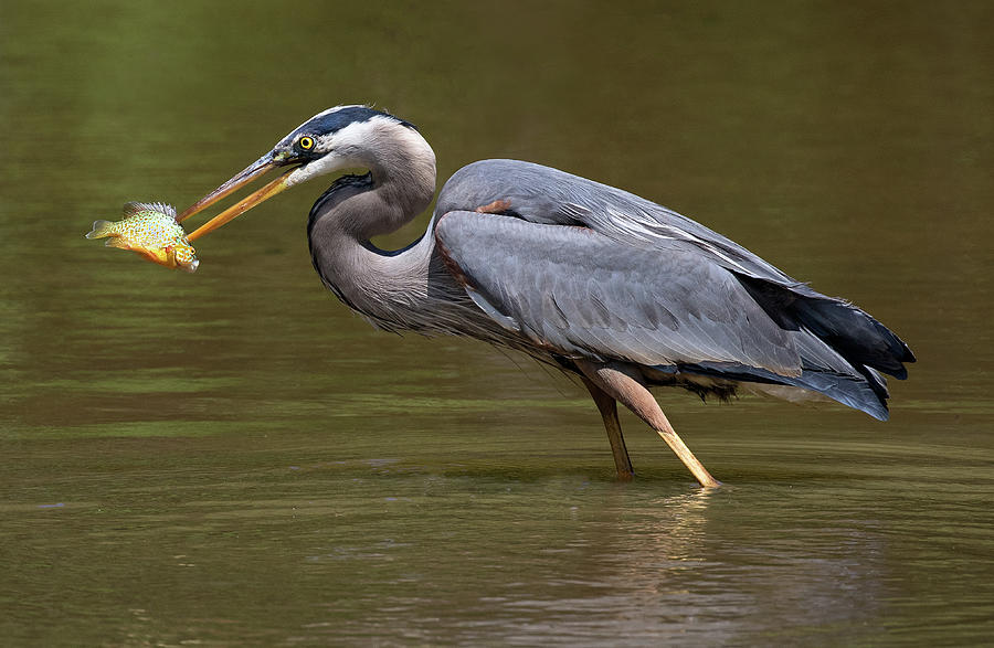 Great Blue Spear Photograph by Art Cole