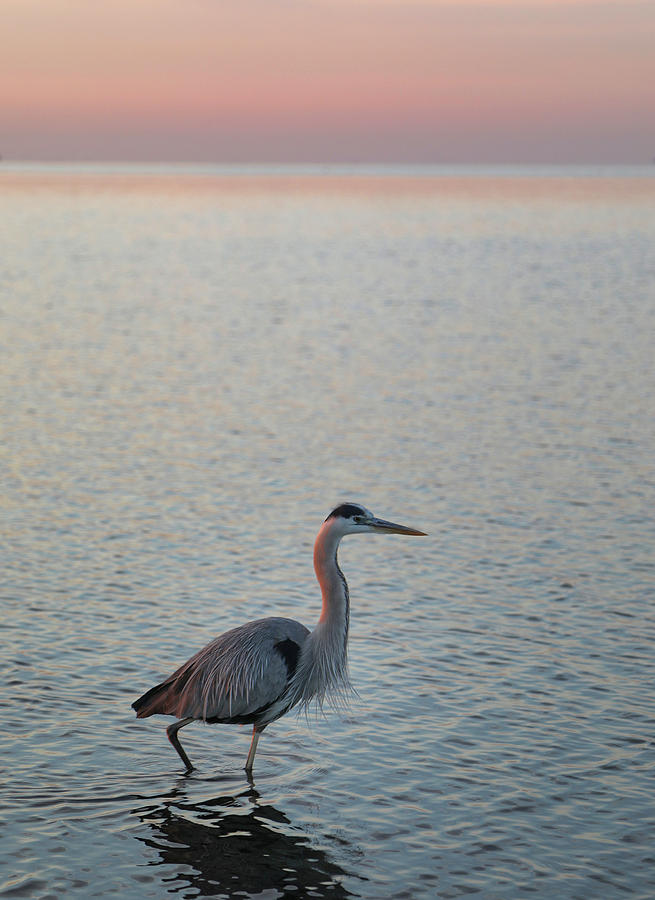 Great Blue Sunrise Photograph by Jack Nevitt