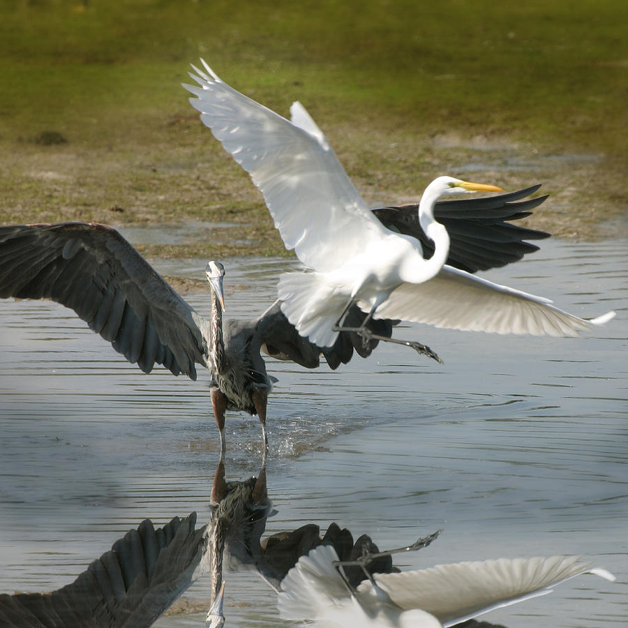 Great Blue vs. great white egret Photograph by Joseph G Holland