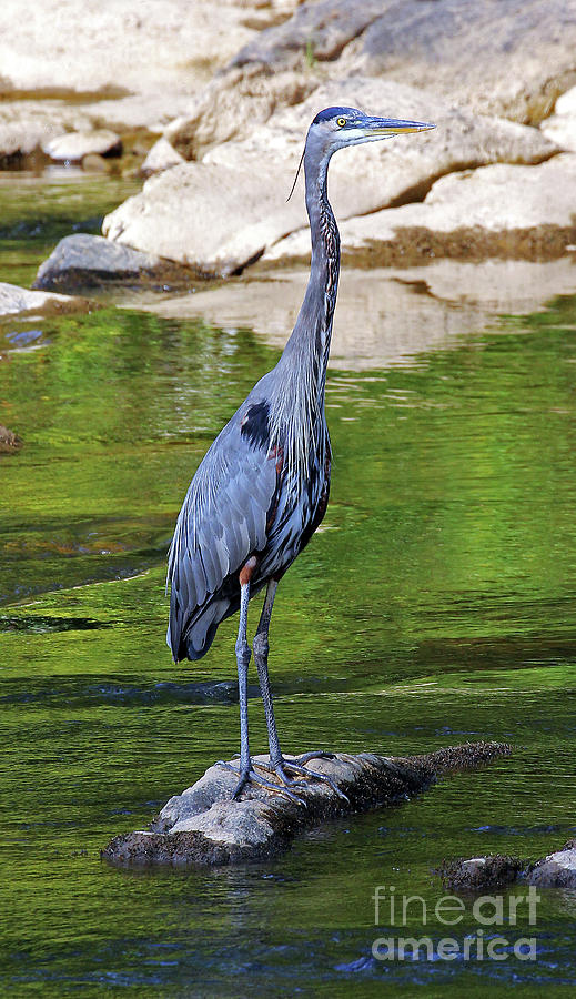 Great Blue Wading The Tuck Photograph by Jennifer Robin