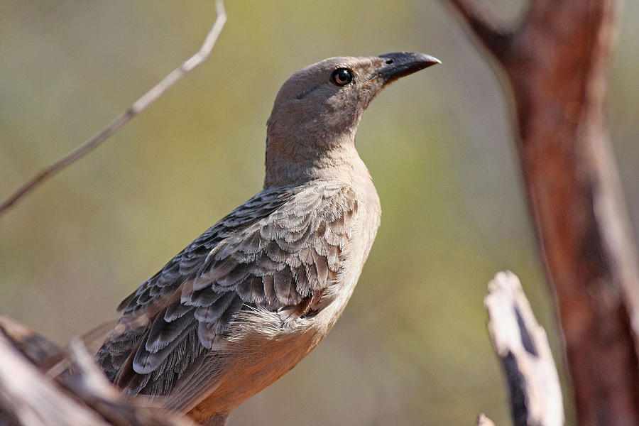 Great Bowerbird Photograph by Tony Brown