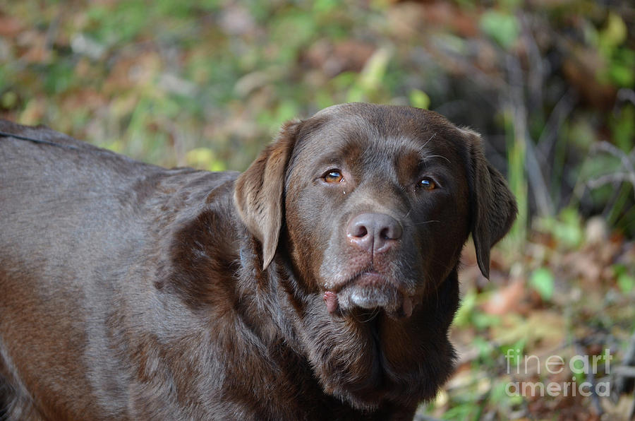 Great Brown Lab with a Sweet Expressoin Photograph by DejaVu Designs