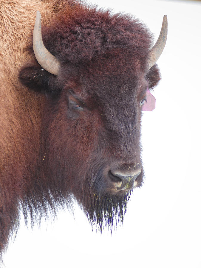 Great Buffalo Photograph by Sean Allen