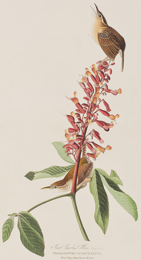 John James Audubon Painting - Great Carolina Wren by John James Audubon