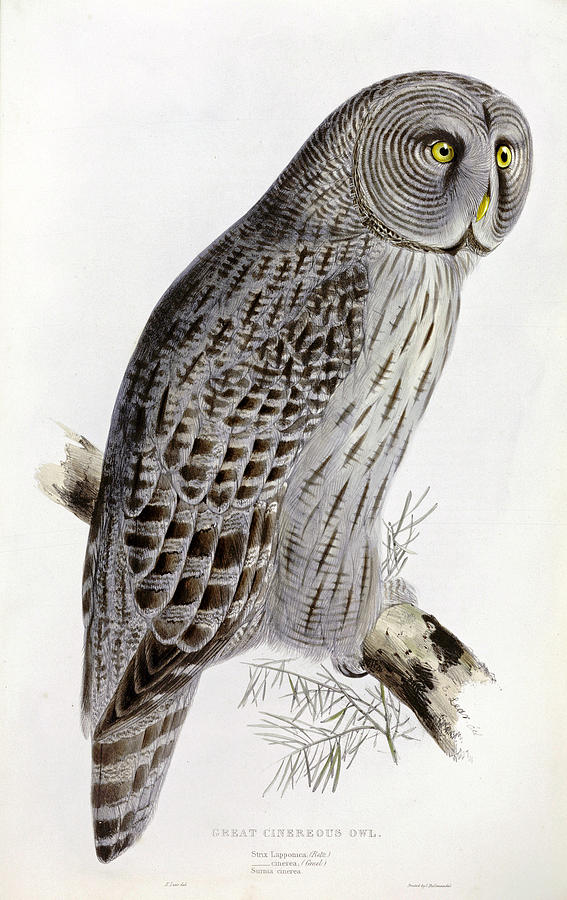 Great Cinereous Owl Drawing by Edward Lear