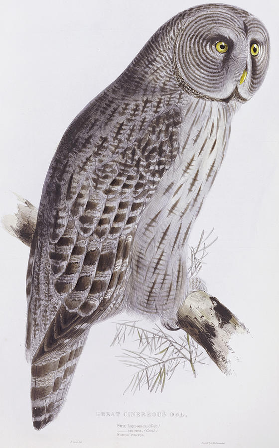 John Gould Painting - Great Cinereous Owl by John Gould