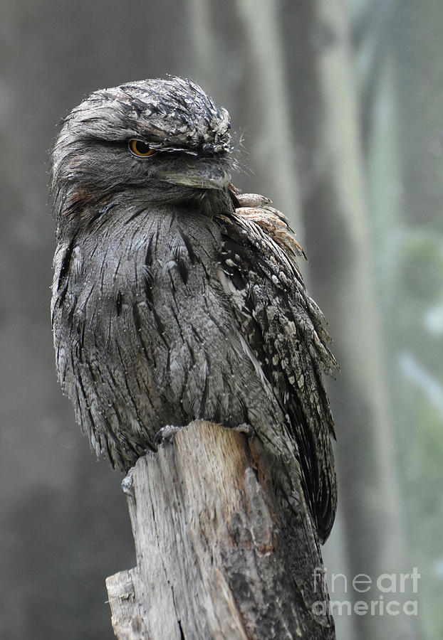 Great Close Up Look at a Gray Feathered Tawny Frogmouth Photograph by DejaVu Designs