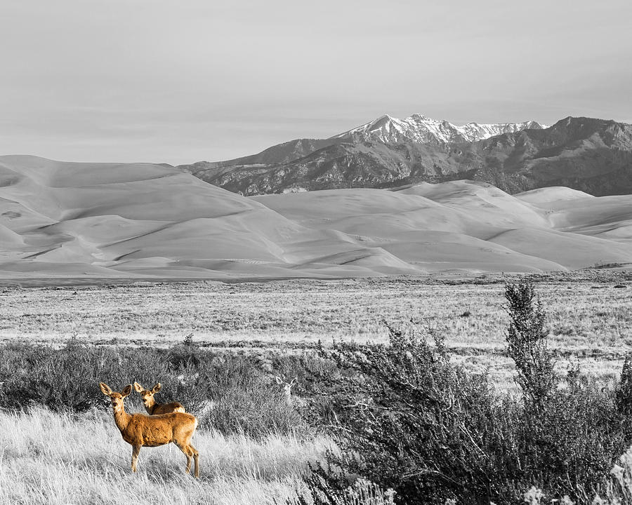 Great Colorado Sand Dunes Deer Photograph by James BO Insogna