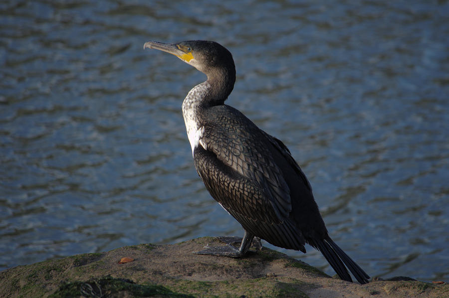 Great Cormorant Photograph by Adrian Wale