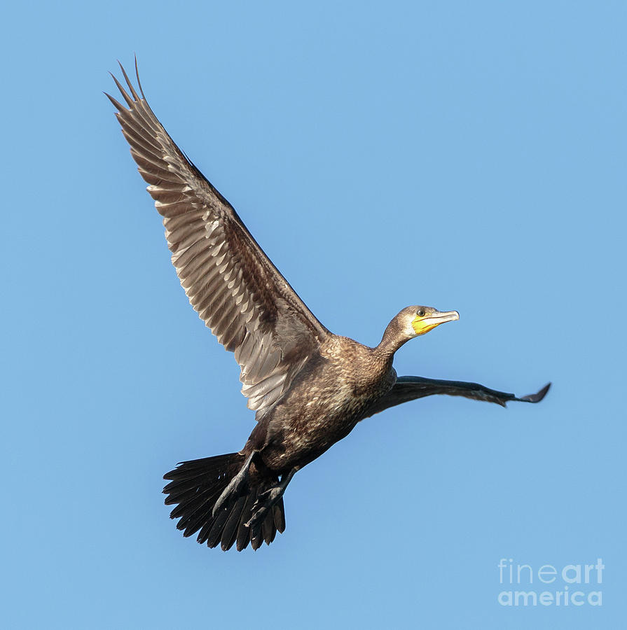 Great Cormorant in flight Photograph by Ragnar Lothbrok