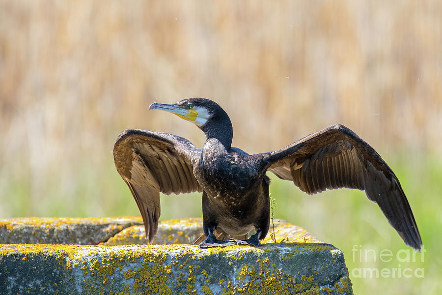 Nature Photograph - Great cormorant - Phalacrocorax carbo by Jivko Nakev
