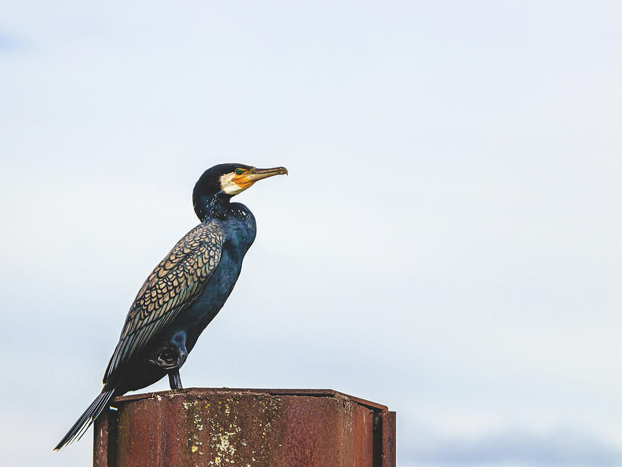 Great cormorant - Phalacrocorax carbo Photograph by Marc Braner