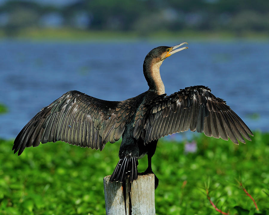 Great Cormorant  Photograph by Tony Beck
