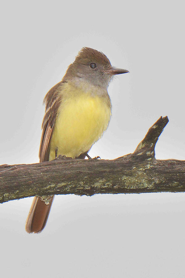 Great Crested Flycatcher Photograph by Alan Lenk